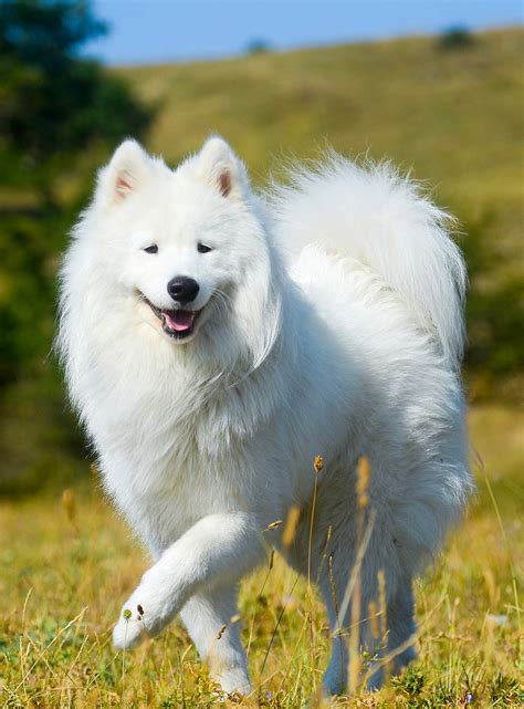 Siberian Huskies, Black Russian Terriers, Samoyed, and Russian Toy Dogs are but a few of the most popular breeds. . Russian for dog